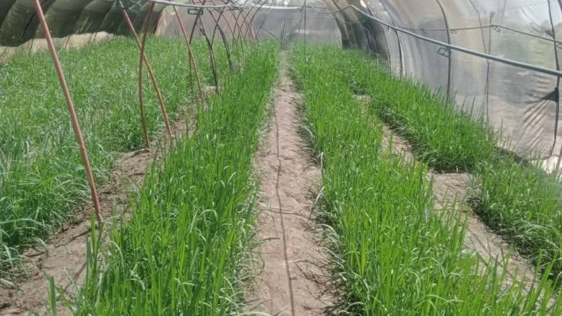 الشتلات الزراعية