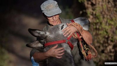 نقيب الفلاحين: قضاء الوقت مع الحمير يحسن الصحة النفسية ويقلل التوتر