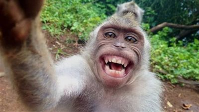 ليس البشر فقط .. الحيوانات أيضا تمتلك حس الفكاهة! 	