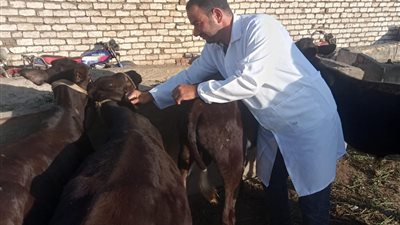 منذ انطلاقها.. تحصين 44 ألف و158 رأساً ببنى سويف ضد الحمى القلاعية  