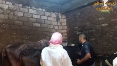 مخاوف من انتشار الحمي القلاعية بالإسكندرية.. الطب البيطري يرد