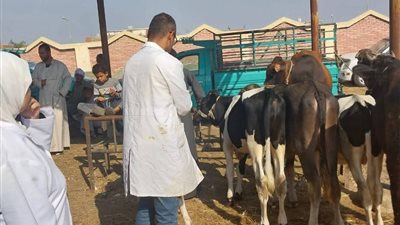 تحصين الحيوانات ضد الحمي القلاعية والوادي المتصدع بالسويس
