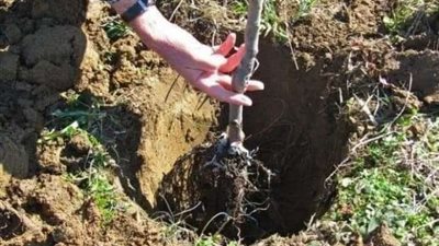 السنطة تواصل طريق الجمال بزراعة 80 شجرة مثمرة وزينة ضمن مبادرة 100 مليون شجرة