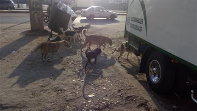 شكاوى الأهالي تتزايد بسبب انتشار الكلاب الضالة في مناطق متعددة بدمياط