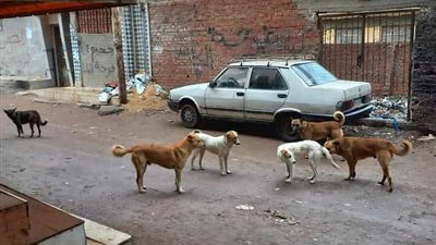 انتشار الكلاب الضالة بشوارع البحيرة والأهالي: 