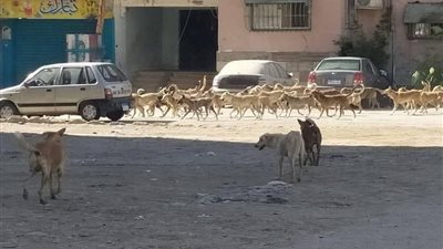 رغم حملات التحصين.. الكلاب الضالة تغزو شوارع السويس ومخاوف الأهالي تتصاعد 