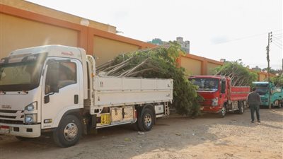 ضمن المبادرة الرئاسية 100 مليون شجرة.. الشرقية تتسلم 790 شجرة لزراعتها 