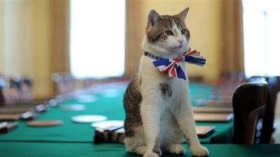  لاري القط.. كبير صائدي الفئران يجد مكانه في دائرة الضوء التلفزيونية