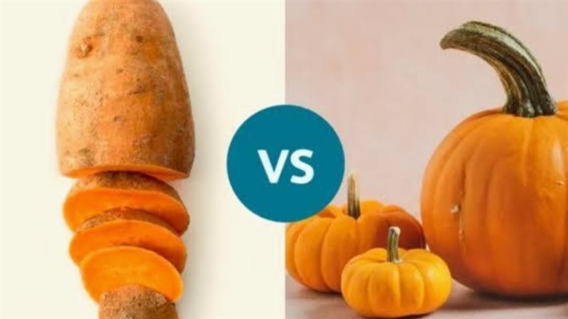 البطاطا الحلوة أم