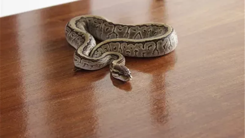 انتشار الثعابين في