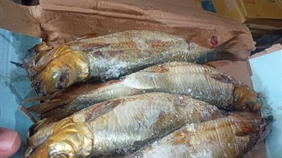 تكثيف حملات الطب البيطري لضبط الأسواق والمجازر أستعدادا لعيد الفطر بالإسماعيلية