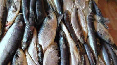 بيطرى المنوفية : ضبط أكثر من 2 طن لحوم ودواجن وأسماك غير صالحة للاستهلاك الآدمى