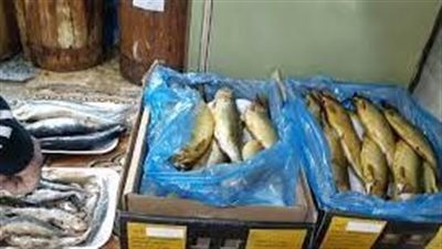 عقوبات رادعة تنتظر تجار الفسيخ والرنجة الغير صالحة للاستخدام الآدمي