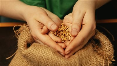 يحرم تأخيرها عند الجمهور .. تعرف على موعد إخراج زكاة الفطر