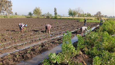 محمد علي فهيم: مصر تشهد تغييرا جوهريا في الطقس يفوق قدرة النباتات