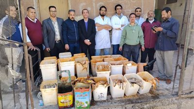 قبل عيد الفطر.. ضبط 2450 كجم أسماك فاسدة في سوهاج |صور 