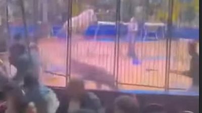 فقد ذراعه.. القصة الكاملة لهجوم نمر على مساعد مدربه بسيرك طنطا