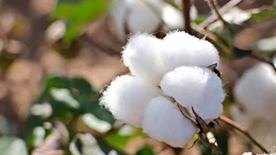 شعبة القطن: الحكومة تعمل على تطوير صناعة الغزل للمنافسة بالسوق المحلي والعالمي