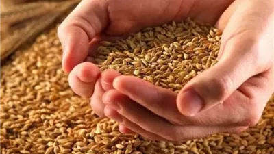 موسم حصاد القمح 2025.. ماذا قال الله تعالى عنه في سورة الأنعام؟