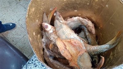 ضبط كميات كبيرة من الأسماك المملحة واللحوم غير الصالحة للاستهلاك الآدمي بالمنيا