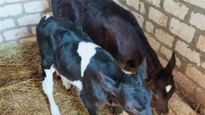 لتقديم الدعم المجاني للمربيين.. الجيزة تواصل جهودها في توجيه القوافل البيطرية