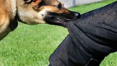 وزير الزراعة: 