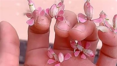 كأنها وردة حقيقية ..رجل صيني يستعرض حشرة 