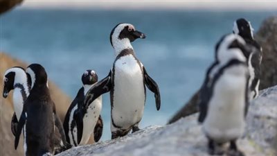 لا يسكنها إلا البطاريق.. ترامب يفرض رسوما جمركية على جزر أسترالية