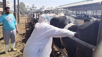 المنيا تعلن انطلاق حملة قومية للتحصين ضد الحمى القلاعية والوادي المتصدع