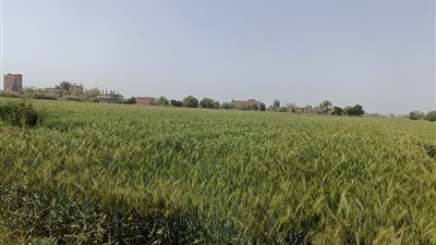 وزارة الزراعة تكثف أنشطتها الميدانية لدعم المزارعين 