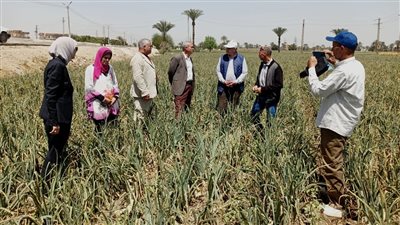 مجلس الوزراء: الدولة مستمرة في دعم محصول الذرة الشامية 