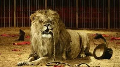 أدى ضهره للأسد.. التفاصيل الكاملة لحادث سيرك طنطا|خبير يكشف مفاجأة