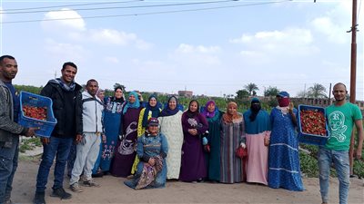 شاهد موسم حصاد الفراولة 