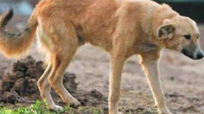 بالأسماء.. كلب ضال يعقر 5 أشخاص بينهم 4 أطفال في البحيرة