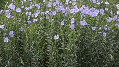 4 آلاف فدان.. انطلاق موسم حصاد الكتان بغيطان الشرقية