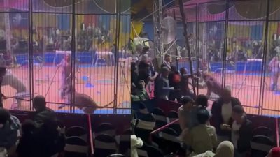 السيرك القومي: منح تراخيص لإقامة سيرك خاص يخضع لضوابط متعددة