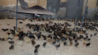 الإصلاح الزراعي يواصل متابعة الجمعيات والمشروعات الإنتاجية في 4 محافظات