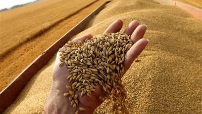 مدير تموين الفيوم: موسم حصاد القمح 2025 عيداً حقيقياً وإنتاجية غير مسبوقة