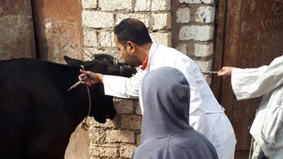 تحصين أكثر من 213 ألف رأس ماشية بالغربية ضمن الحملة القومية الثالثة