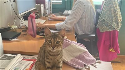 قطة مصرية تزور السفارة الألمانية بالقاهرة.. والموظفون: «رمز للأناقة»