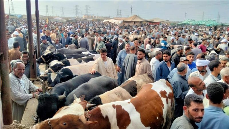 تحصين الماشية 