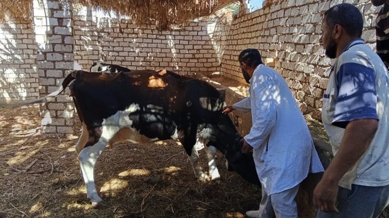 الوقاية من الحمى