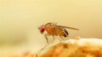 ودعي الإزعاج.. أسهل طرق القضاء على ذباب الفاكهة في المنزل 	