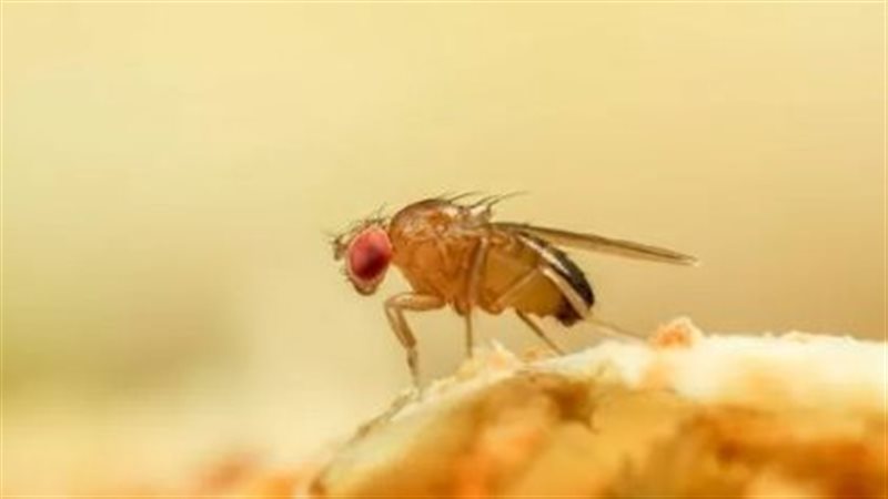 صورة موضوعية