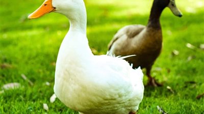 من حقك تعرف.. لو جارك مربي فراخ وبط في «الفيلا» ماهي الخطوات القانونية؟