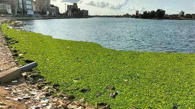 انتشار ورد النيل يثير القلق في دمياط ويعطل حركة المياه بالمجاري المائية