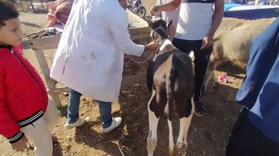 تحصين الحيوانات بسوق الألبان بالسويس ضد مرض الحمى القلاعية والوادى المتصدع
