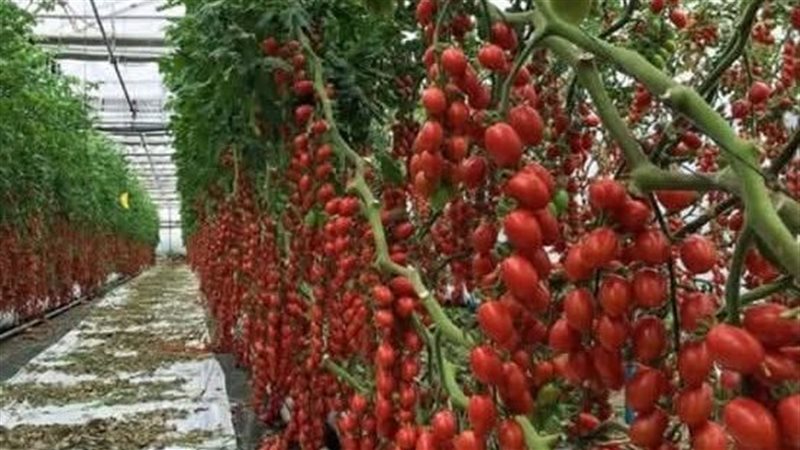 زراعة الاسطح بقنا