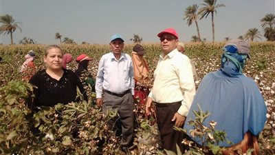 زراعة بنى سويف: ندوات ارشادية للمحاصيل الشتوية وحملات للقضاء على القوارض