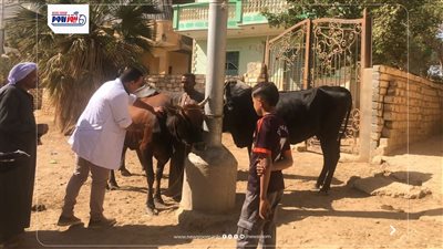 تحصين 1840 رأس ماشية ضد الحمى القلاعية والوادي المتصدع في الفيوم 
